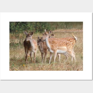 Fallow Deer - Bushy Park, London Posters and Art